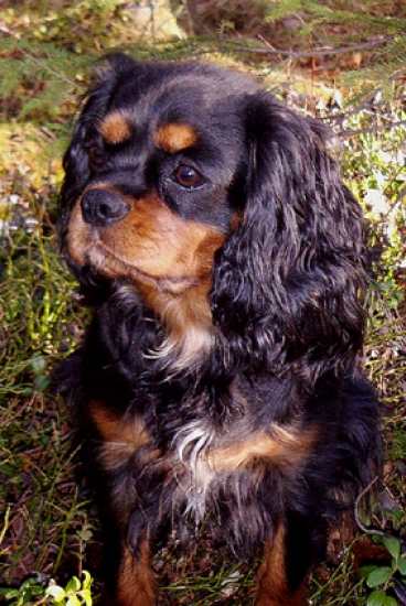 Cavalier king charles spaniel