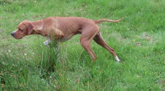 Pointer