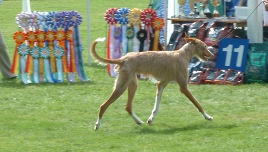 Podenco ibicenco