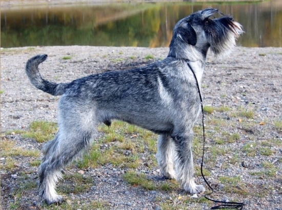 Schnauzer