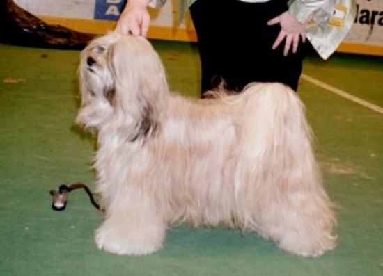 Tibetansk terrier