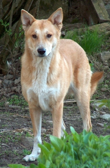 Canaan dog