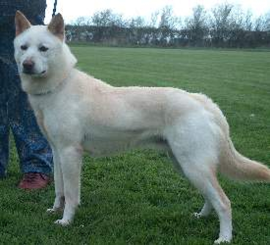 Korea jindo dog