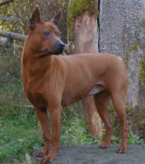 Thai ridgeback dog