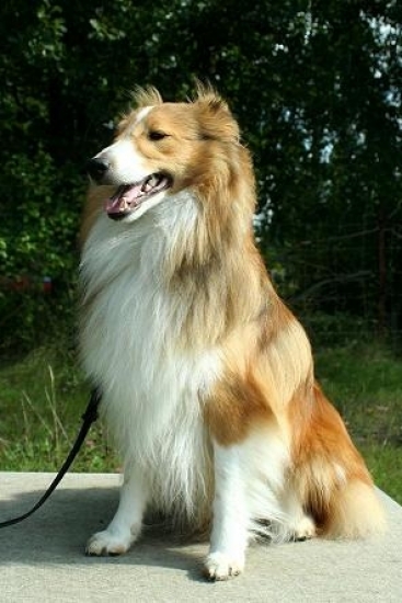 Shetland sheepdog