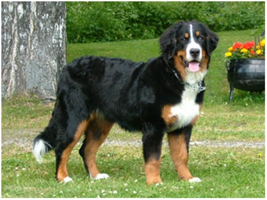 Berner sennenhund