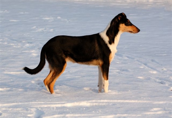 Collie, korthårig