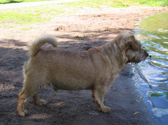 Norfolkterrier