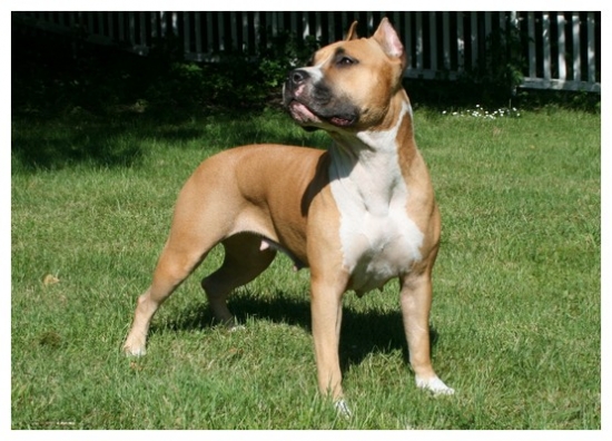 American staffordshire terrier
