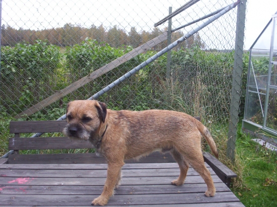 Borderterrier