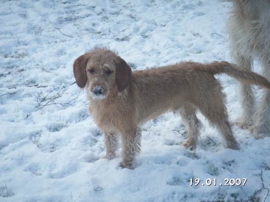 Basset fauve de bretagne