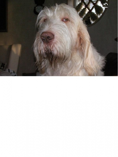 Spinone