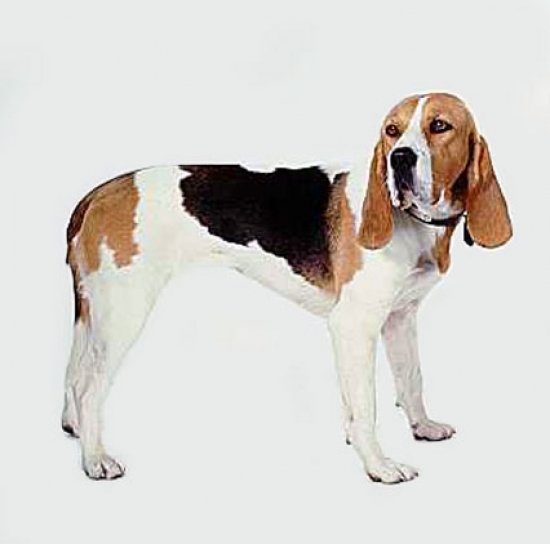 Chien d