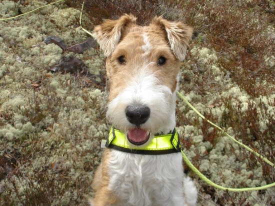 Strävhårig foxterrier