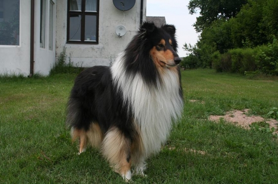Collie, långhårig