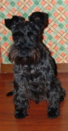 Dvärgschnauzer