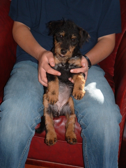 Tysk jaktterrier