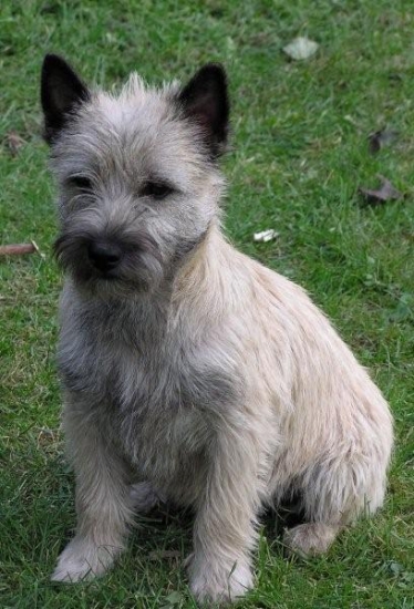 Cairnterrier