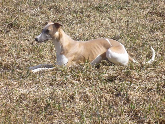 Whippet