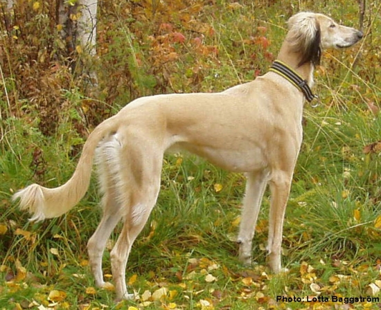 Saluki