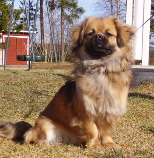 Tibetansk spaniel