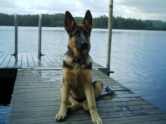 Tysk schäferhund