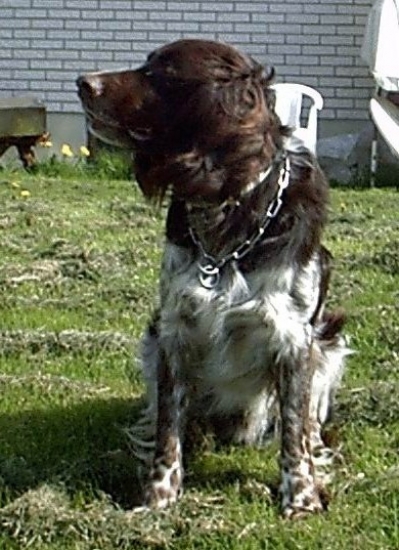 Wachtelhund