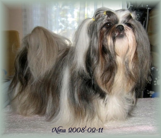 Shih tzu