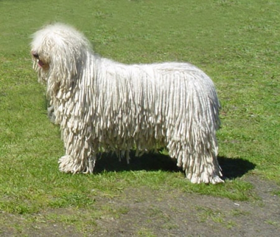 Komondor