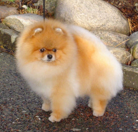 Tysk spets