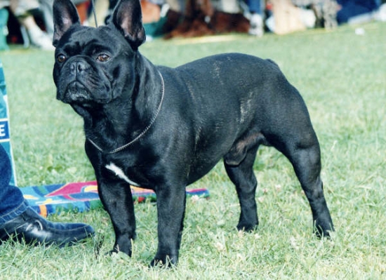Fransk bulldogg