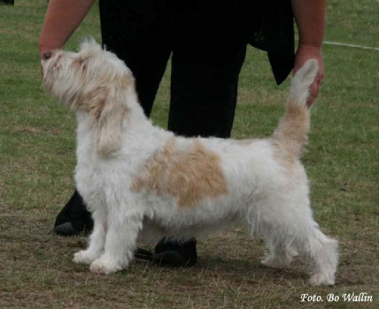 Petit basset griffon vendéen