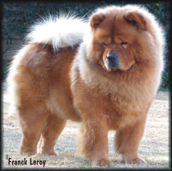 Chow chow