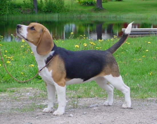 Beagle