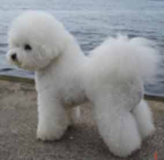 Bichon frisé