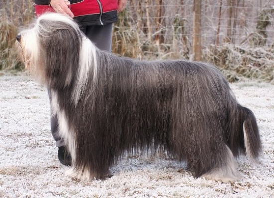 Bearded collie