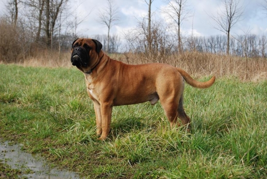 Bullmastiff