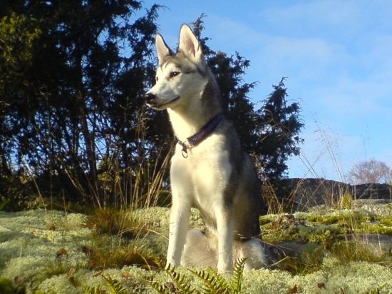 Siberian husky