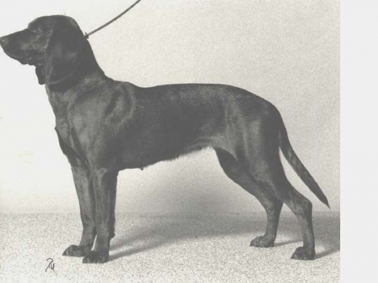 Bayersk viltspårhund