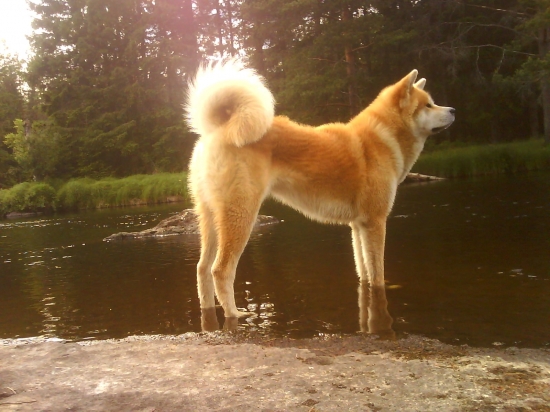 Akita