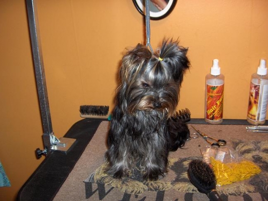Yorkshireterrier   