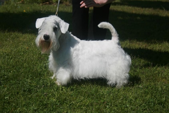 Sealyhamterrier