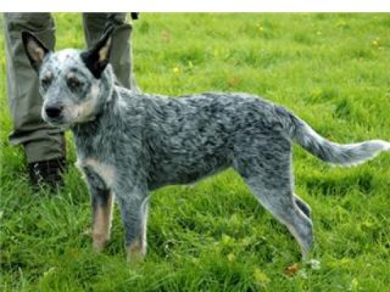 Australian cattledog