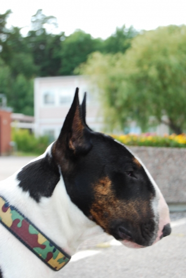 Bullterrier