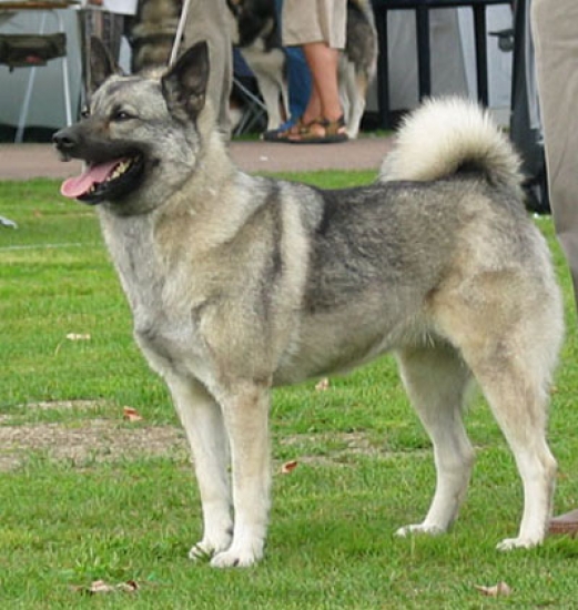 Norsk älghund,grå