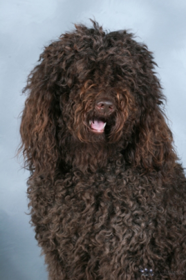 Barbet