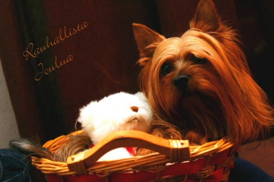 Silky terrier