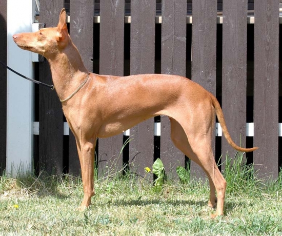 Cirneco dell