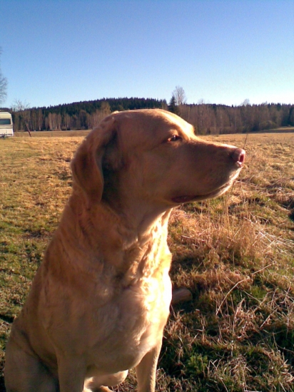 Chesapeake bay retriever