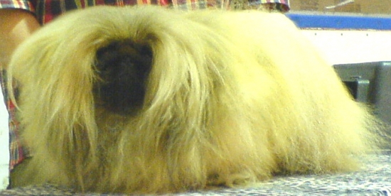 Pekingese